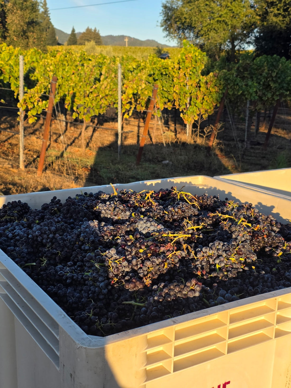 Napa Valley Cab!