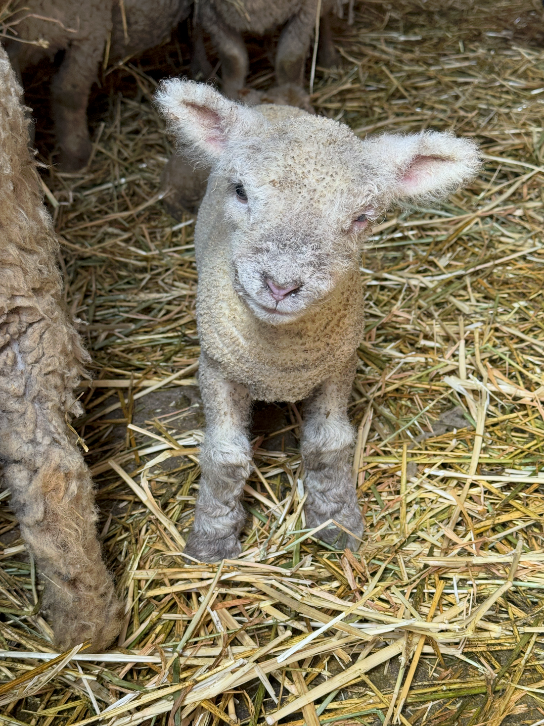 Lambing Season!